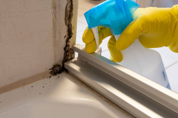 Professional Mold Removal in Tarpon Springs, FL